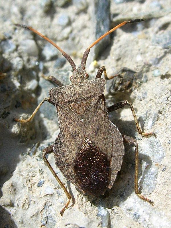 Coreus marginatus